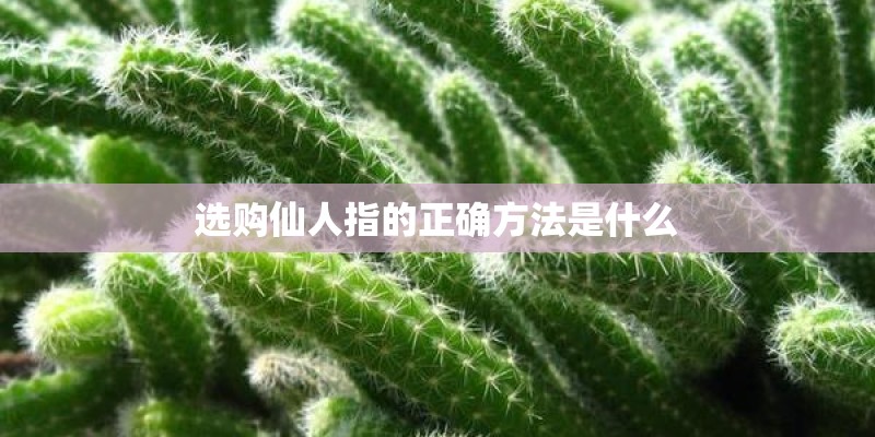选购仙人指的正确方法是什么