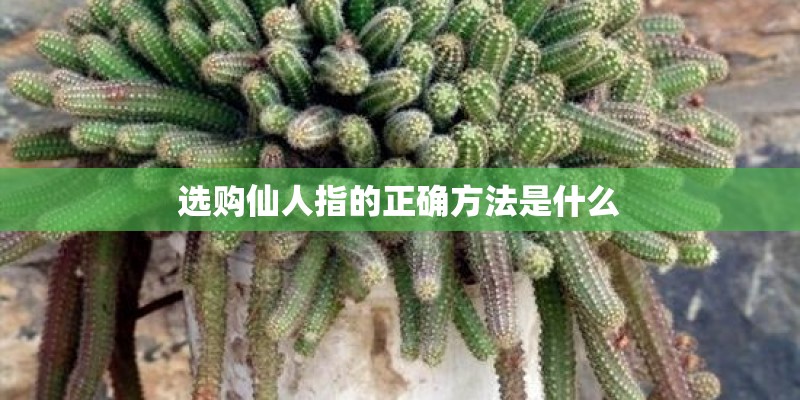 选购仙人指的正确方法是什么