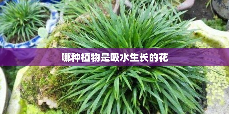哪种植物是吸水生长的花
