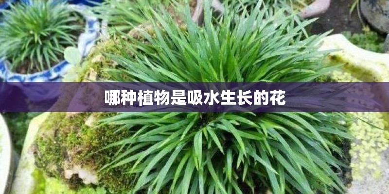 哪种植物是吸水生长的花