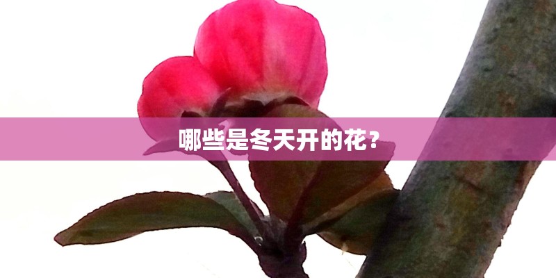 哪些是冬天开的花？