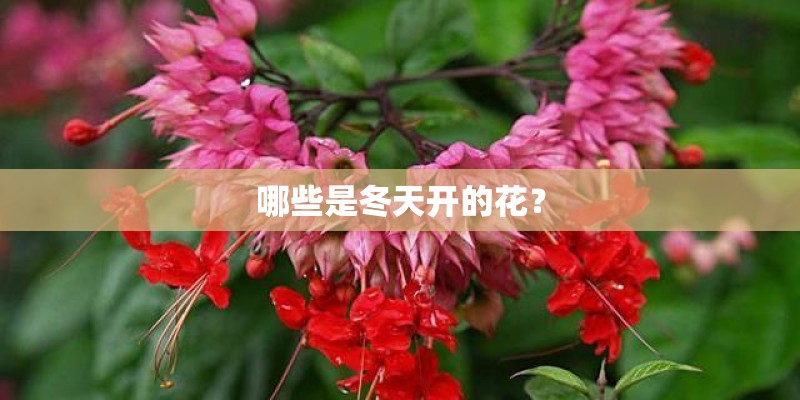 哪些是冬天开的花? 哪些是冬天开的花?