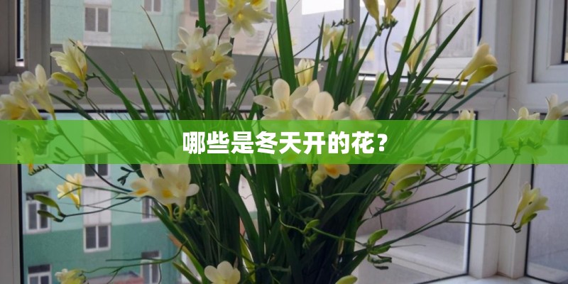 哪些是冬天开的花? 哪些是冬天开的花?