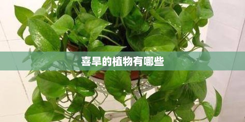 喜旱的植物有哪些