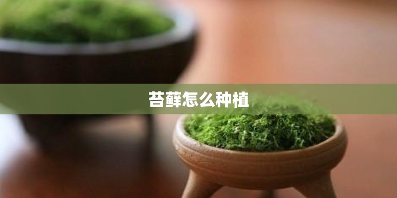 苔藓怎么种植