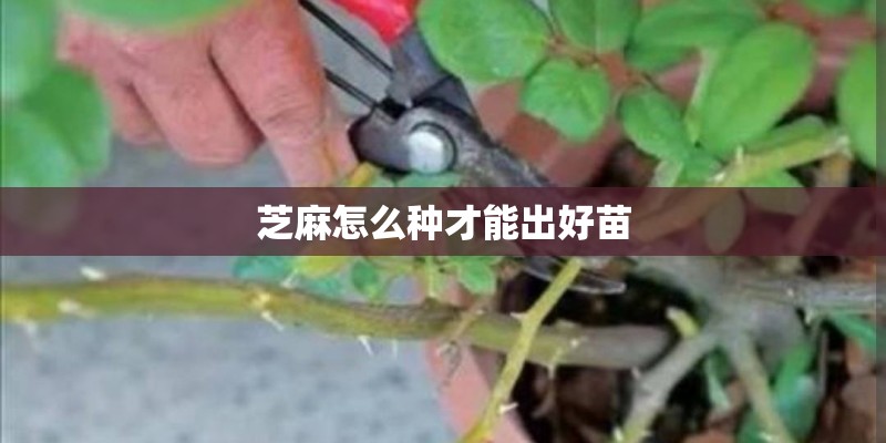 芝麻怎么种才能出好苗