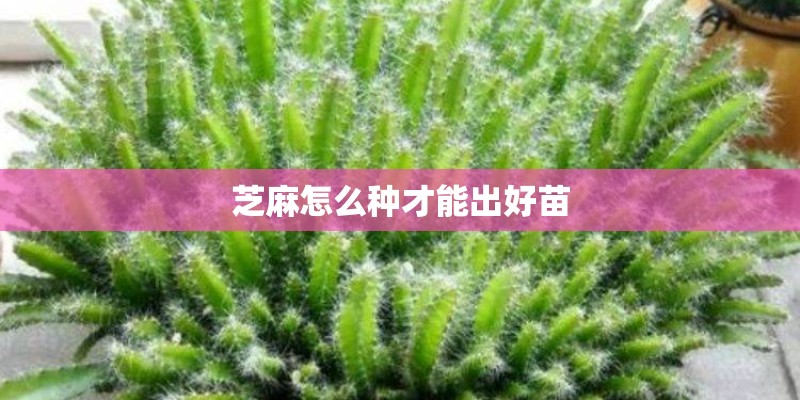 芝麻怎么种才能出好苗