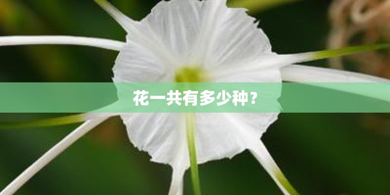 花一共有多少种？