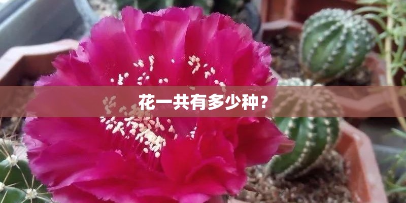 花一共有多少种？