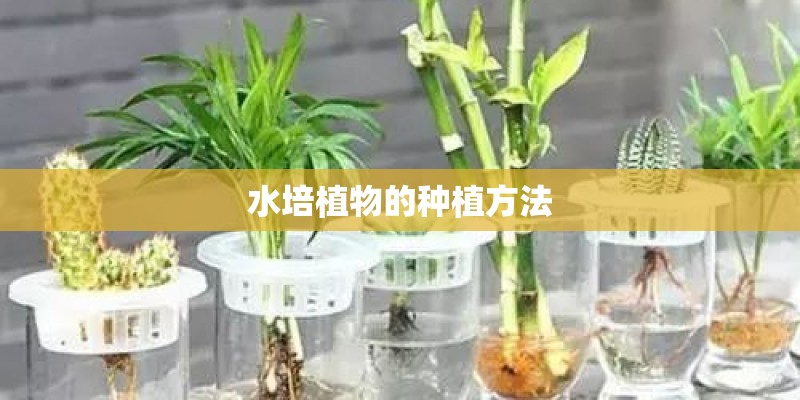 水培植物的种植方法