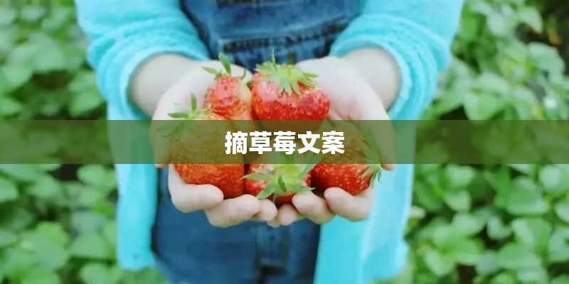 摘草莓文案