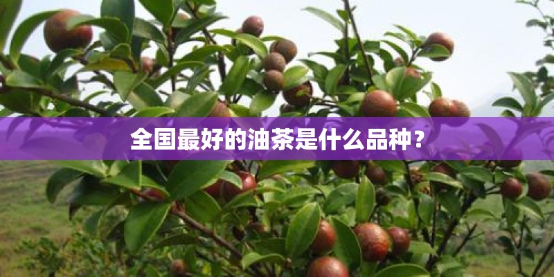 全国最好的油茶是什么品种？