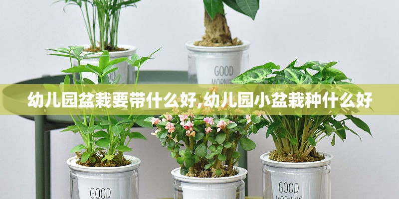 幼儿园盆栽要带什么好,幼儿园小盆栽种什么好