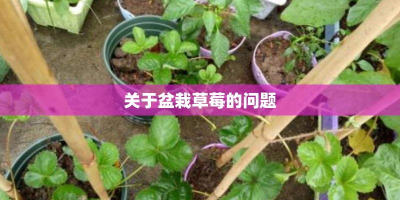 关于盆栽草莓的问题 关于盆栽草莓的问题