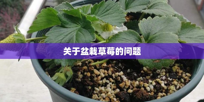 关于盆栽草莓的问题 关于盆栽草莓的问题
