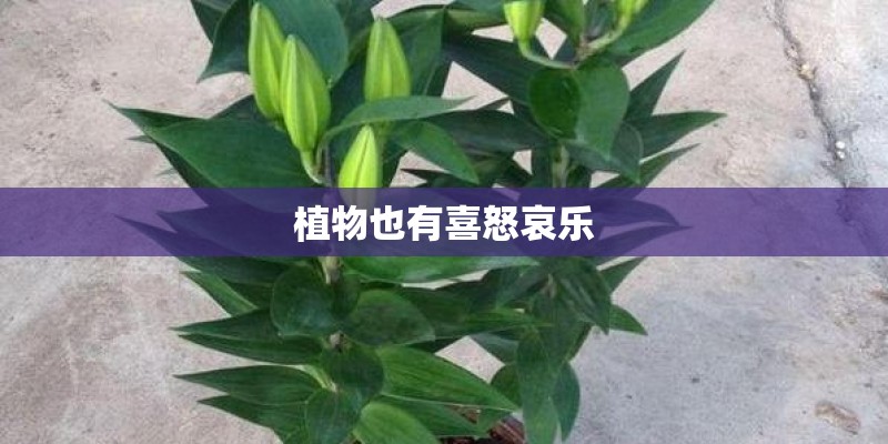 植物也有喜怒哀乐