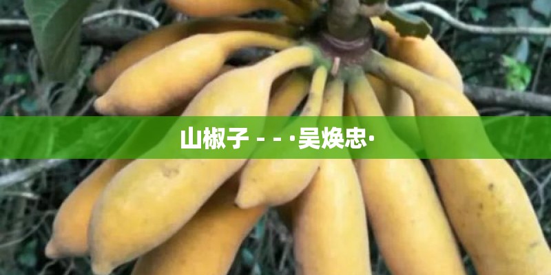 山椒子 - - ·吴焕忠·