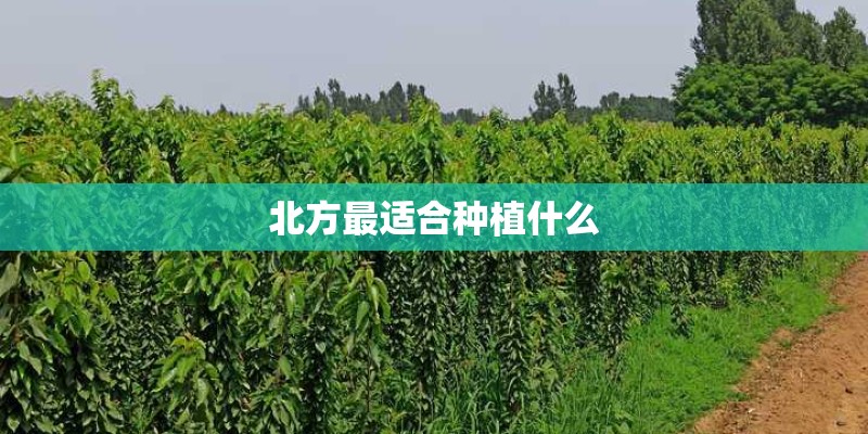 北方最适合种植什么