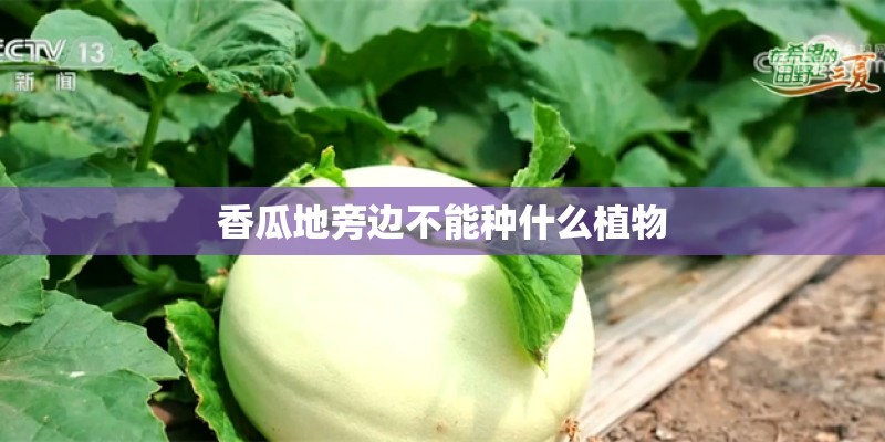 香瓜地旁边不能种什么植物