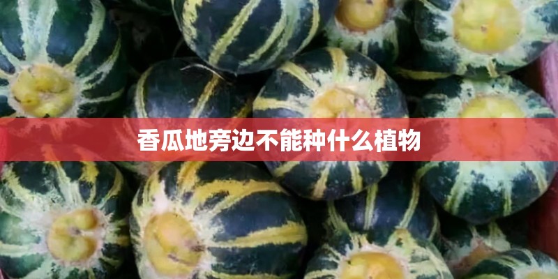 香瓜地旁边不能种什么植物