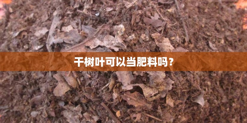 干树叶可以当肥料吗？