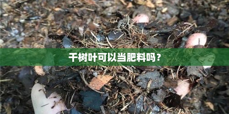 干树叶可以当肥料吗？