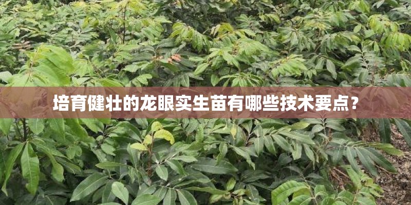 培育健壮的龙眼实生苗有哪些技术要点？