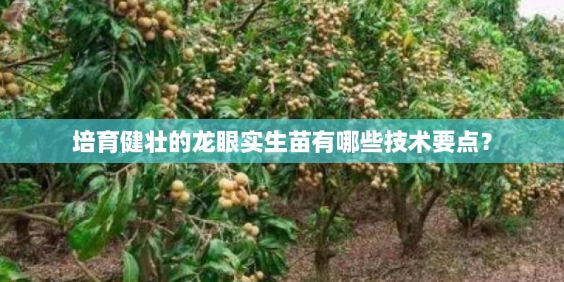 培育健壮的龙眼实生苗有哪些技术要点？