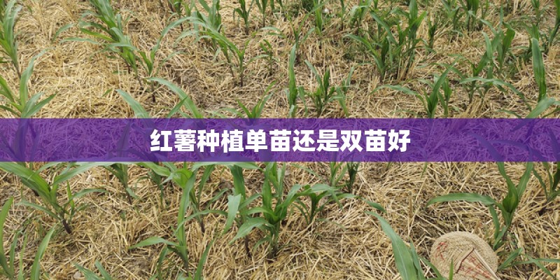 红薯种植单苗还是双苗好