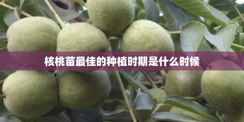 核桃苗最佳的种植时期是什么时候