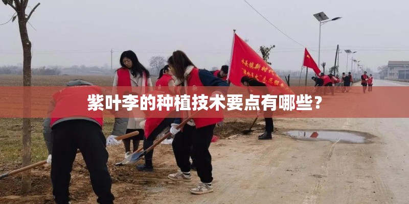 紫叶李的种植技术要点有哪些？