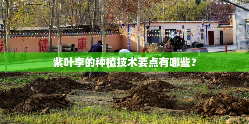 紫叶李的种植技术要点有哪些？