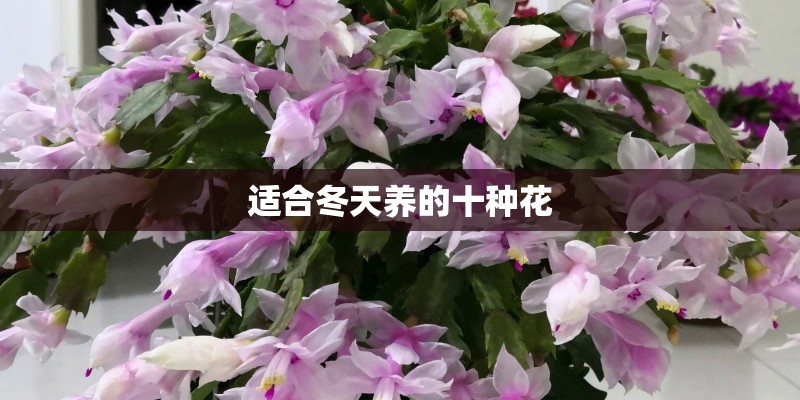 适合冬天养的十种花