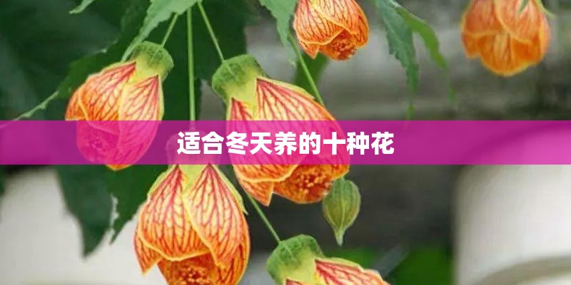 适合冬天养的十种花
