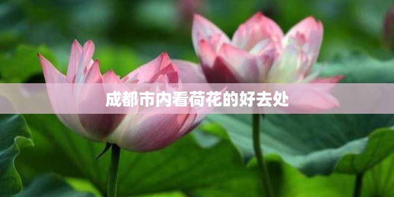 成都市内看荷花的好去处