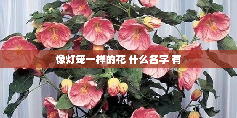像灯笼一样的花 什么名字 有