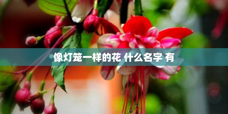 像灯笼一样的花 什么名字 有