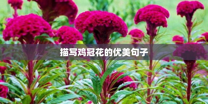 描写鸡冠花的优美句子