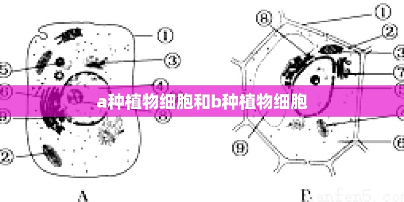 a种植物细胞和b种植物细胞