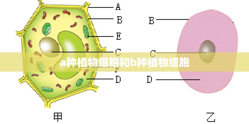 a种植物细胞和b种植物细胞