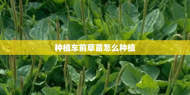种植车前草苗怎么种植