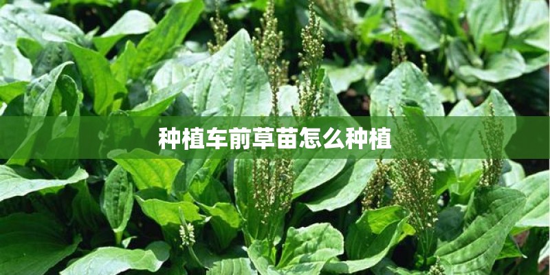 种植车前草苗怎么种植