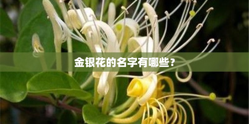 金银花的名字有哪些？