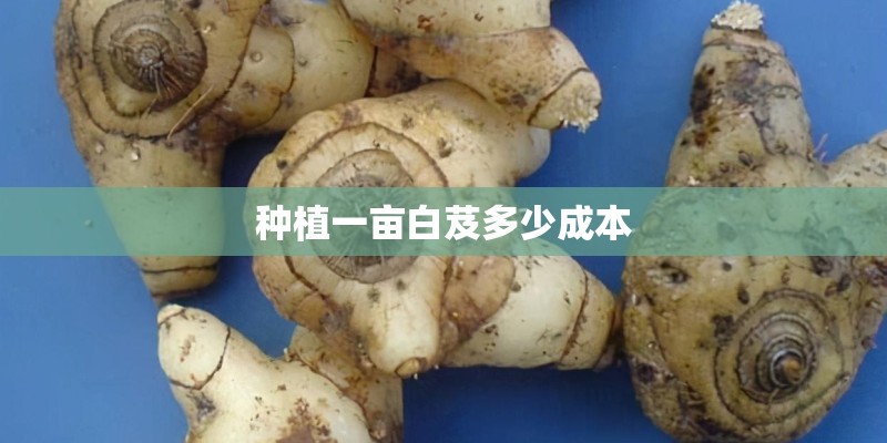 种植一亩白芨多少成本