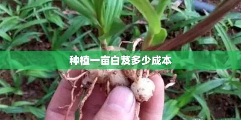 种植一亩白芨多少成本