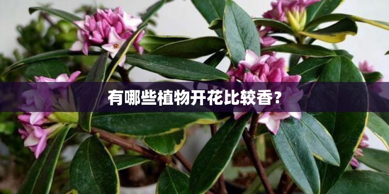 有哪些植物开花比较香？