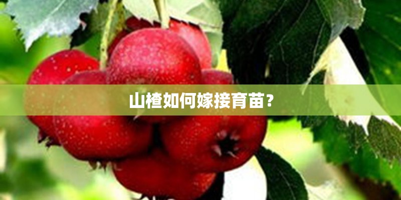 山楂如何嫁接育苗？