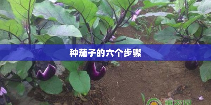 种茄子的六个步骤