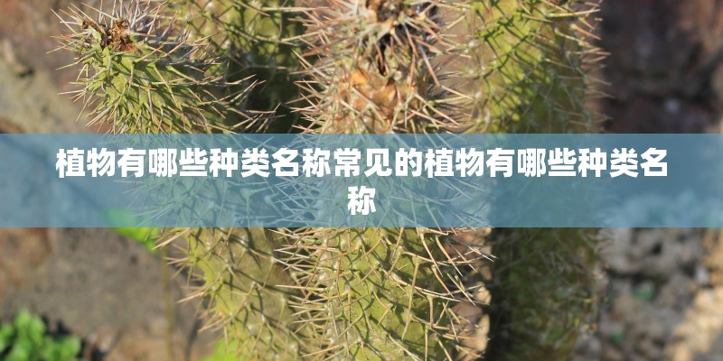 植物有哪些种类名称常见的植物有哪些种类名称
