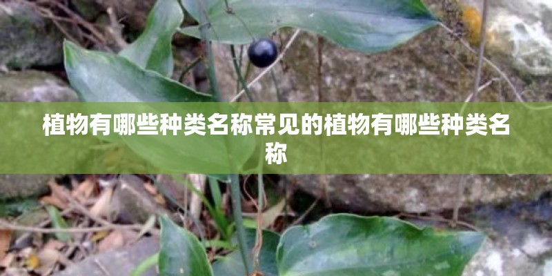 植物有哪些种类名称常见的植物有哪些种类名称